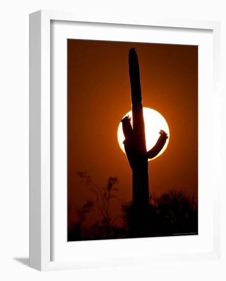 Saguaro Cactus Sunset, Picacho Peak, Arizona-Matt York-Framed Photographic Print