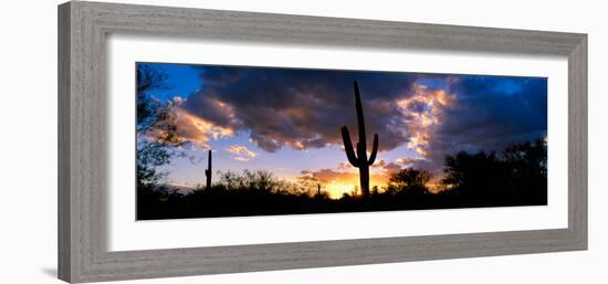 Saguaro Cactus, Sunset, Tucson-null-Framed Photographic Print