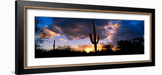 Saguaro Cactus, Sunset, Tucson-null-Framed Photographic Print