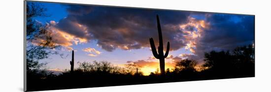 Saguaro Cactus, Sunset, Tucson-null-Mounted Photographic Print