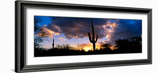 Saguaro Cactus, Sunset, Tucson-null-Framed Photographic Print