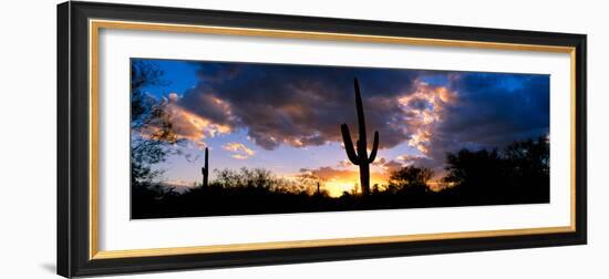 Saguaro Cactus, Sunset, Tucson-null-Framed Photographic Print