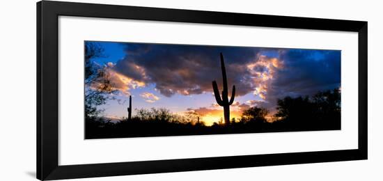 Saguaro Cactus, Sunset, Tucson-null-Framed Photographic Print