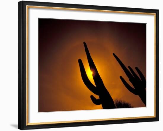 Saguaro Cactus, Tucson, Arizona, USA-Walter Bibikow-Framed Photographic Print