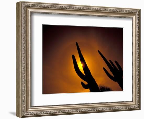 Saguaro Cactus, Tucson, Arizona, USA-Walter Bibikow-Framed Photographic Print