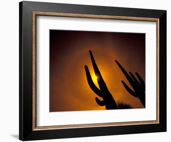 Saguaro Cactus, Tucson, Arizona, USA-Walter Bibikow-Framed Photographic Print