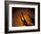 Saguaro Cactus, Tucson, Arizona, USA-Walter Bibikow-Framed Photographic Print