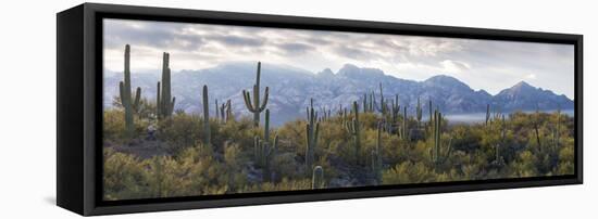 Saguaro Cactus with Mountain Range in the Background, Santa Catalina Mountains-null-Framed Premier Image Canvas