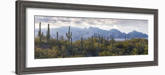 Saguaro Cactus with Mountain Range in the Background, Santa Catalina Mountains-null-Framed Photographic Print