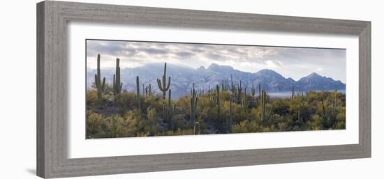 Saguaro Cactus with Mountain Range in the Background, Santa Catalina Mountains-null-Framed Photographic Print