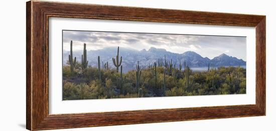 Saguaro Cactus with Mountain Range in the Background, Santa Catalina Mountains-null-Framed Photographic Print