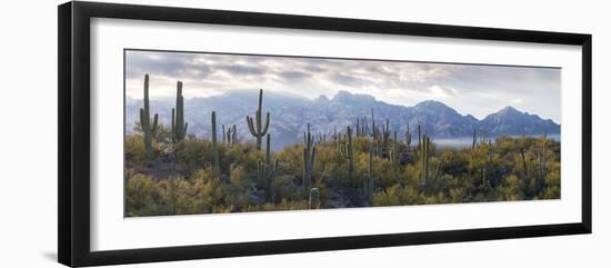 Saguaro Cactus with Mountain Range in the Background, Santa Catalina Mountains-null-Framed Photographic Print