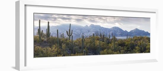 Saguaro Cactus with Mountain Range in the Background, Santa Catalina Mountains-null-Framed Photographic Print