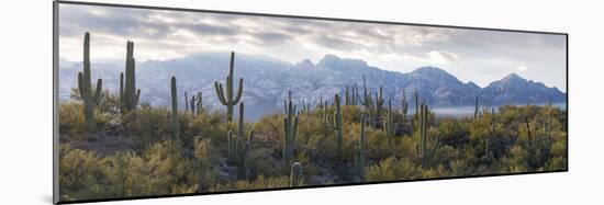 Saguaro Cactus with Mountain Range in the Background, Santa Catalina Mountains-null-Mounted Photographic Print