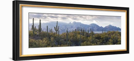 Saguaro Cactus with Mountain Range in the Background, Santa Catalina Mountains-null-Framed Photographic Print