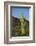 Saguaro Cactus-DLILLC-Framed Photographic Print