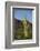 Saguaro Cactus-DLILLC-Framed Photographic Print