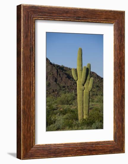 Saguaro Cactus-DLILLC-Framed Photographic Print