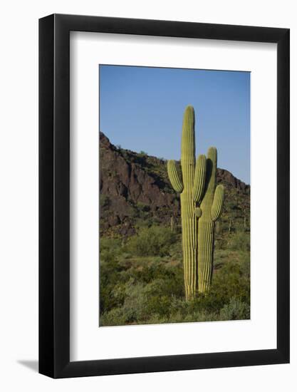 Saguaro Cactus-DLILLC-Framed Photographic Print