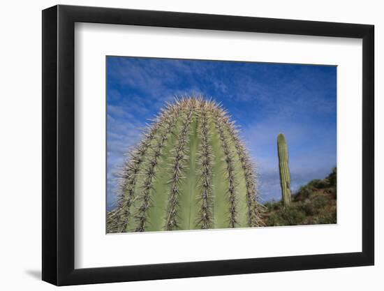 Saguaro Cactus-DLILLC-Framed Photographic Print