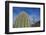 Saguaro Cactus-DLILLC-Framed Photographic Print