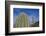 Saguaro Cactus-DLILLC-Framed Photographic Print