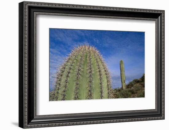 Saguaro Cactus-DLILLC-Framed Photographic Print