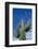 Saguaro Cactus-DLILLC-Framed Photographic Print