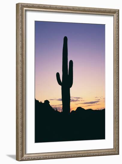 Saguaro Cactus-DLILLC-Framed Photographic Print