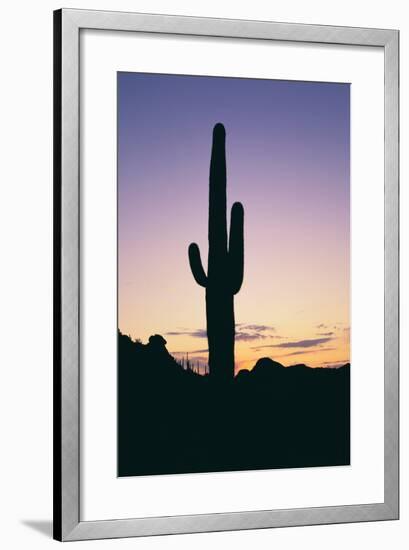 Saguaro Cactus-DLILLC-Framed Photographic Print