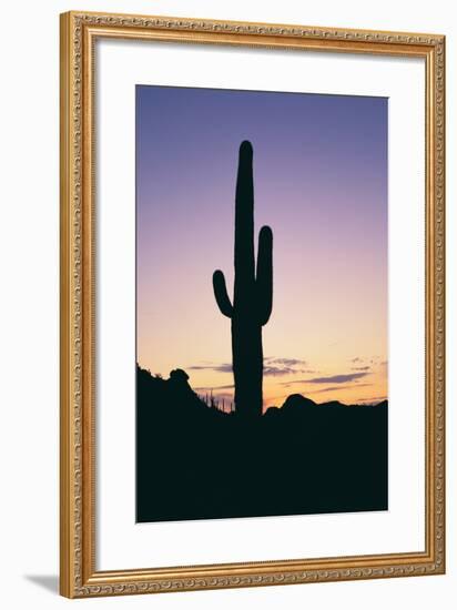 Saguaro Cactus-DLILLC-Framed Photographic Print