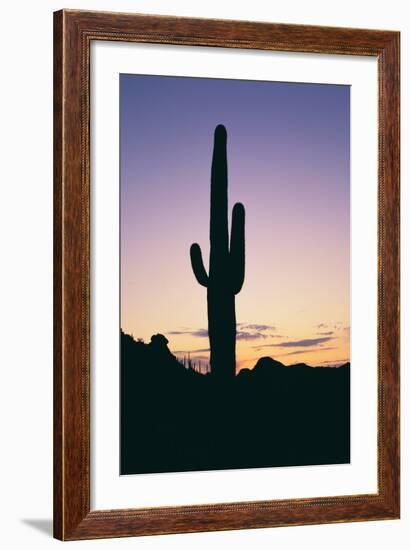 Saguaro Cactus-DLILLC-Framed Photographic Print