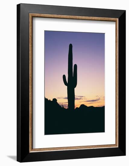 Saguaro Cactus-DLILLC-Framed Photographic Print