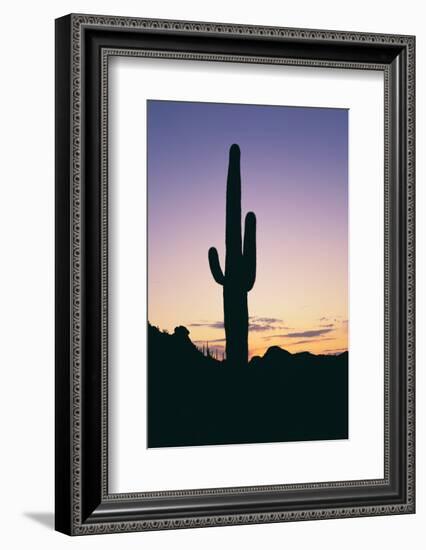 Saguaro Cactus-DLILLC-Framed Photographic Print