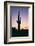 Saguaro Cactus-DLILLC-Framed Photographic Print