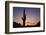 Saguaro Cactus-DLILLC-Framed Photographic Print