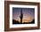 Saguaro Cactus-DLILLC-Framed Photographic Print