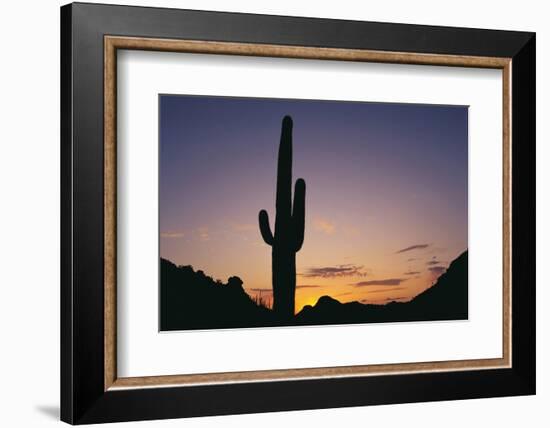 Saguaro Cactus-DLILLC-Framed Photographic Print