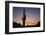 Saguaro Cactus-DLILLC-Framed Photographic Print