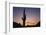 Saguaro Cactus-DLILLC-Framed Photographic Print