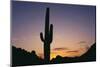 Saguaro Cactus-DLILLC-Mounted Photographic Print