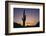 Saguaro Cactus-DLILLC-Framed Photographic Print