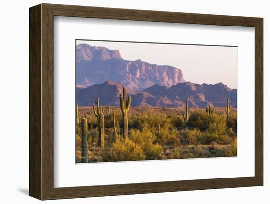 Saguaro Cactus-wollertz-Framed Photographic Print