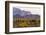 Saguaro Cactus-wollertz-Framed Photographic Print