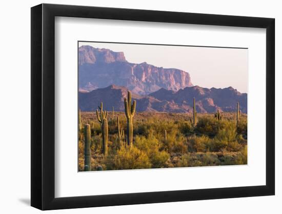 Saguaro Cactus-wollertz-Framed Photographic Print