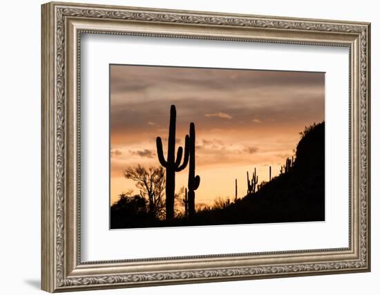 Saguaro Cactus-wollertz-Framed Photographic Print