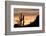 Saguaro Cactus-wollertz-Framed Photographic Print