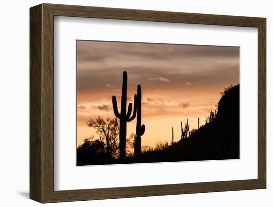 Saguaro Cactus-wollertz-Framed Photographic Print