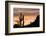 Saguaro Cactus-wollertz-Framed Photographic Print