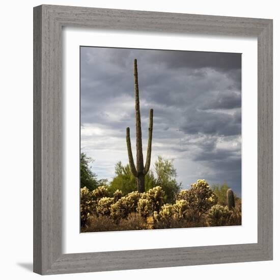 Saguaro Centurion (color)-Barry Hart-Framed Giclee Print